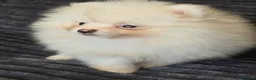 Pomeranian dogs for sale: Beautiful pomeranian  puppies ready to go - Advert 20
