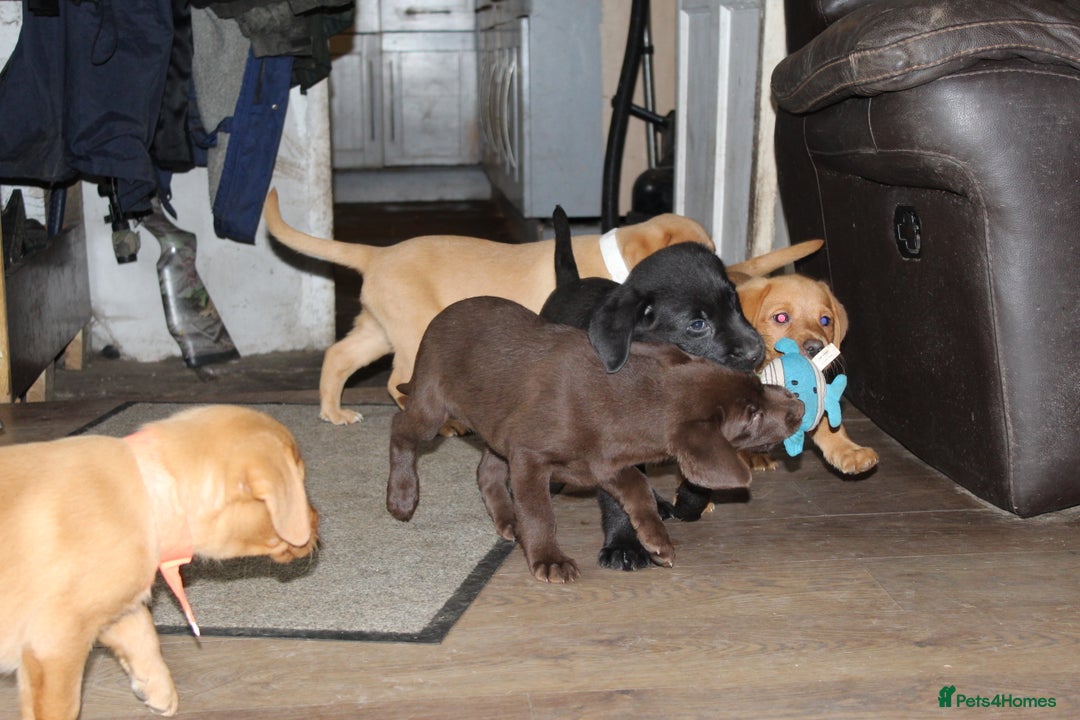 Labrador Retriever dogs for sale: Labrador Pupsfor Sale – Yellow, Chocolate, Black  - Image 37