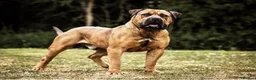Boerboel dogs for sale: Females available from Topguard Kennels   - Advert 12