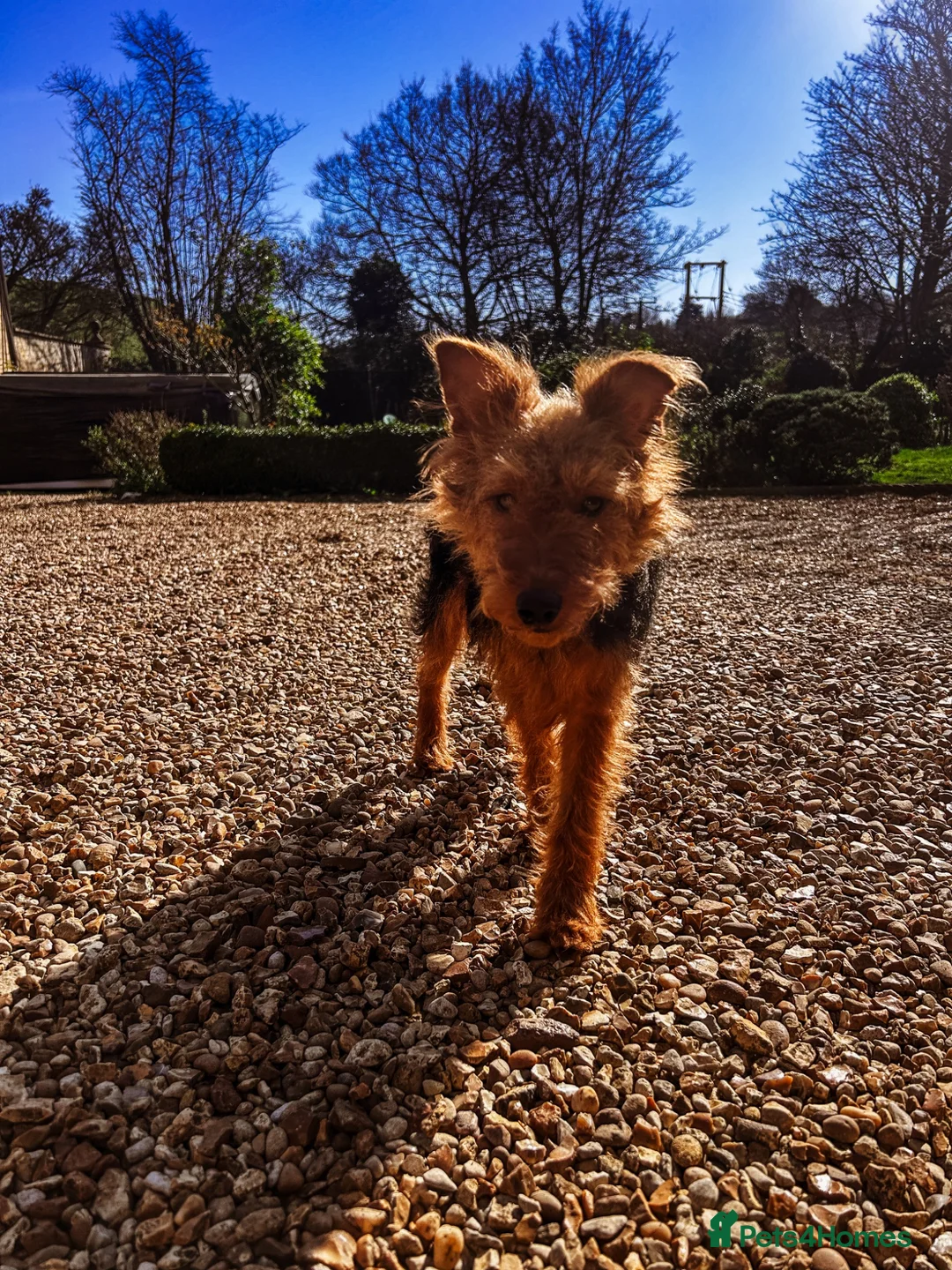 Welsh Terrier dogs for sale: 🐾 Welsh Terrier Looking for a New Home 🐾 in Grantham - Advert 1