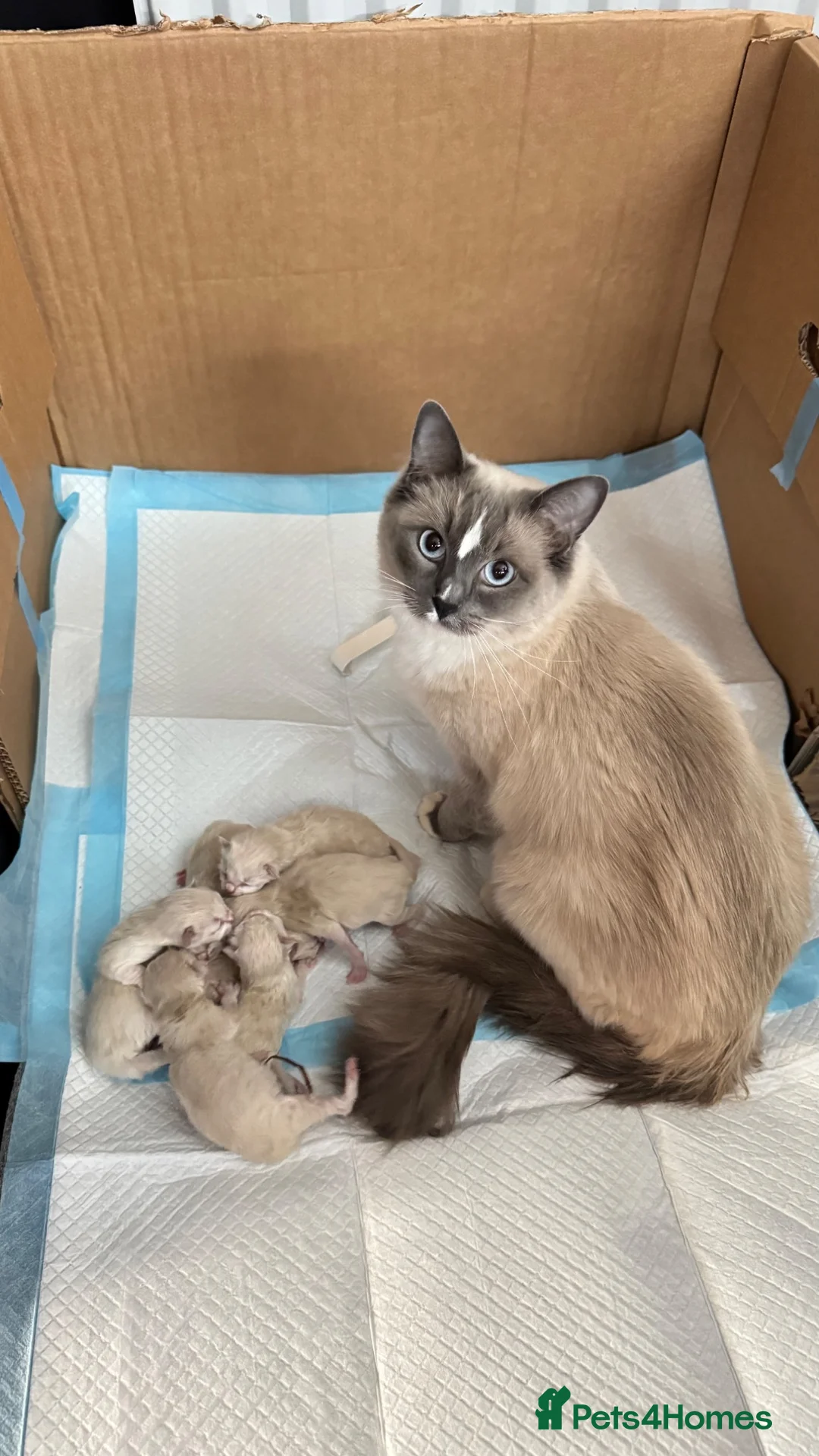Ragdoll cats for sale: Adorable Purebred Ragdoll Kittens in Brough - Advert 15