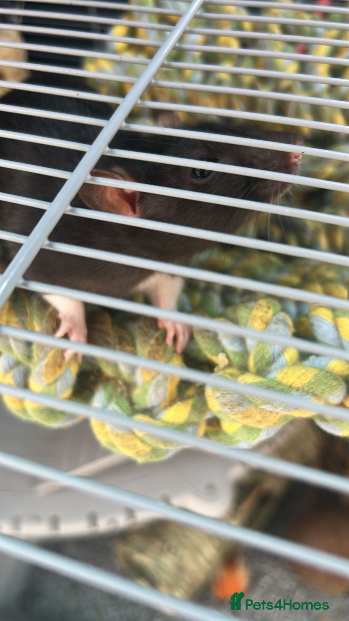 Rat rodents Pair of female rats with cage - Advert 6