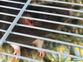 Rat rodents Pair of female rats with cage - Advert 2