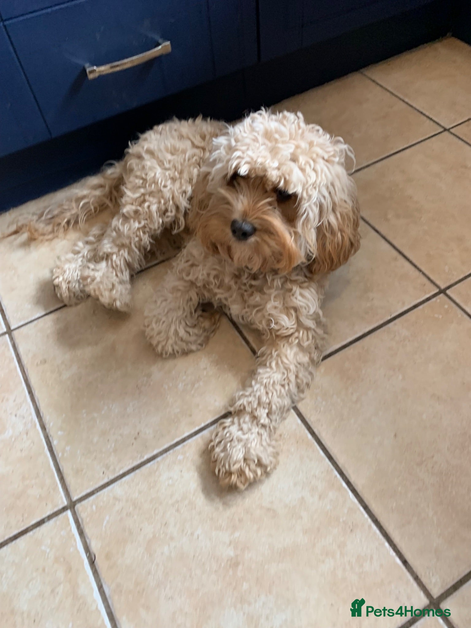 Cavapoo dogs Gorgeous F1B Cavapoo puppies - Advert 1
