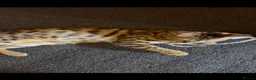 Bengal cats for sale: Male 1 year old bengal - Advert 2