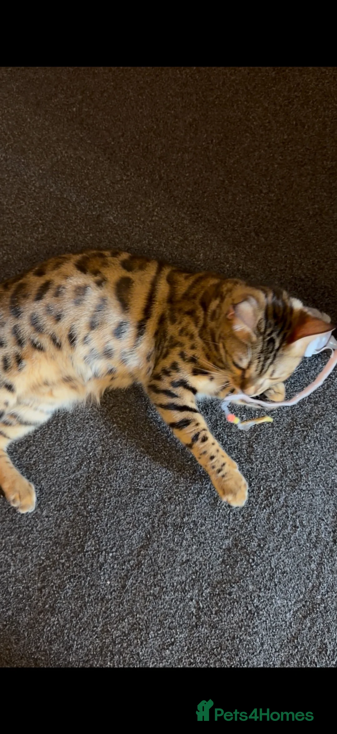 Bengal cats for sale: Male 1 year old bengal - Advert 2