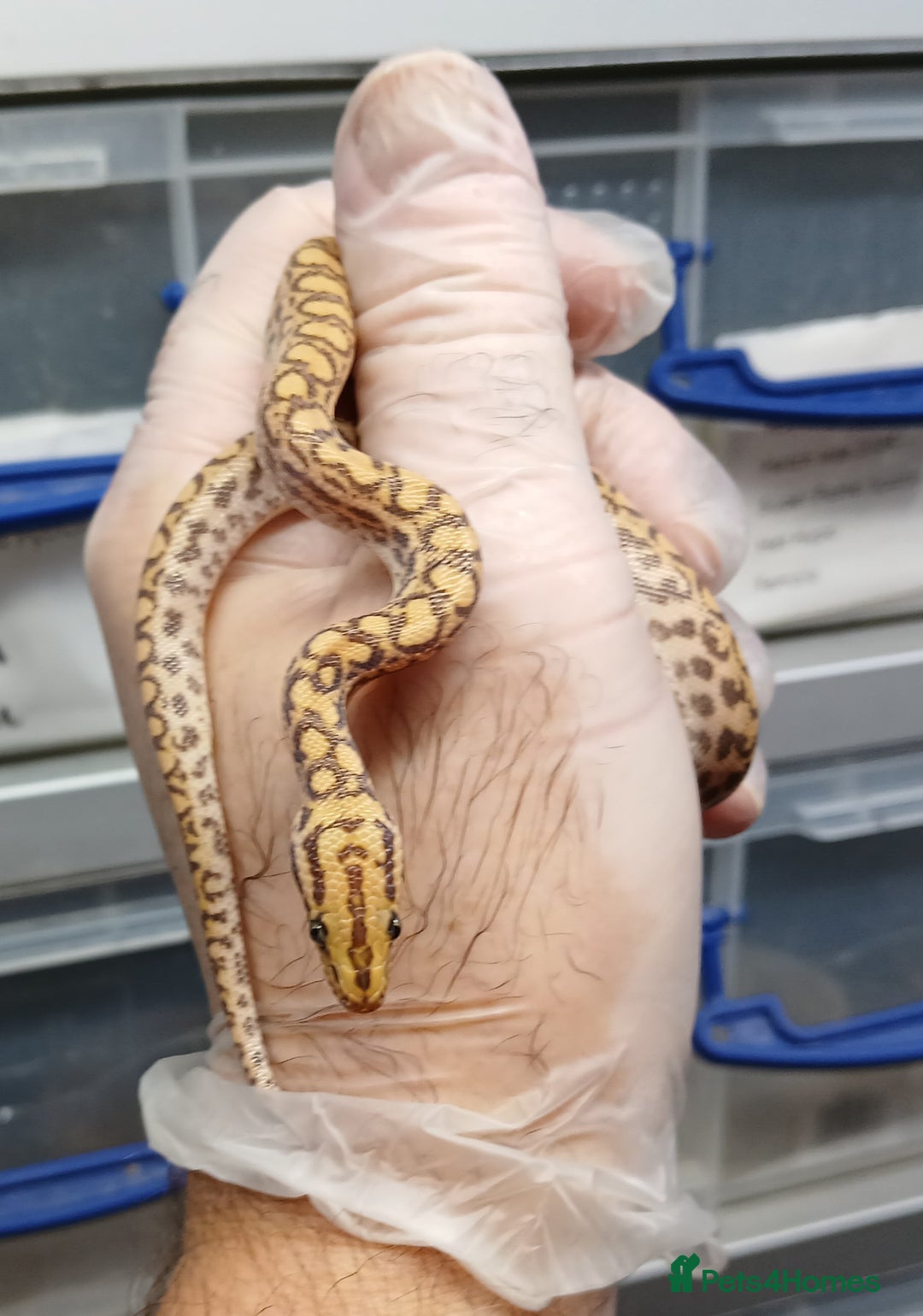 Snake reptiles for sale: Brazilian Rainbow Boa Het T+Albino - Image 3