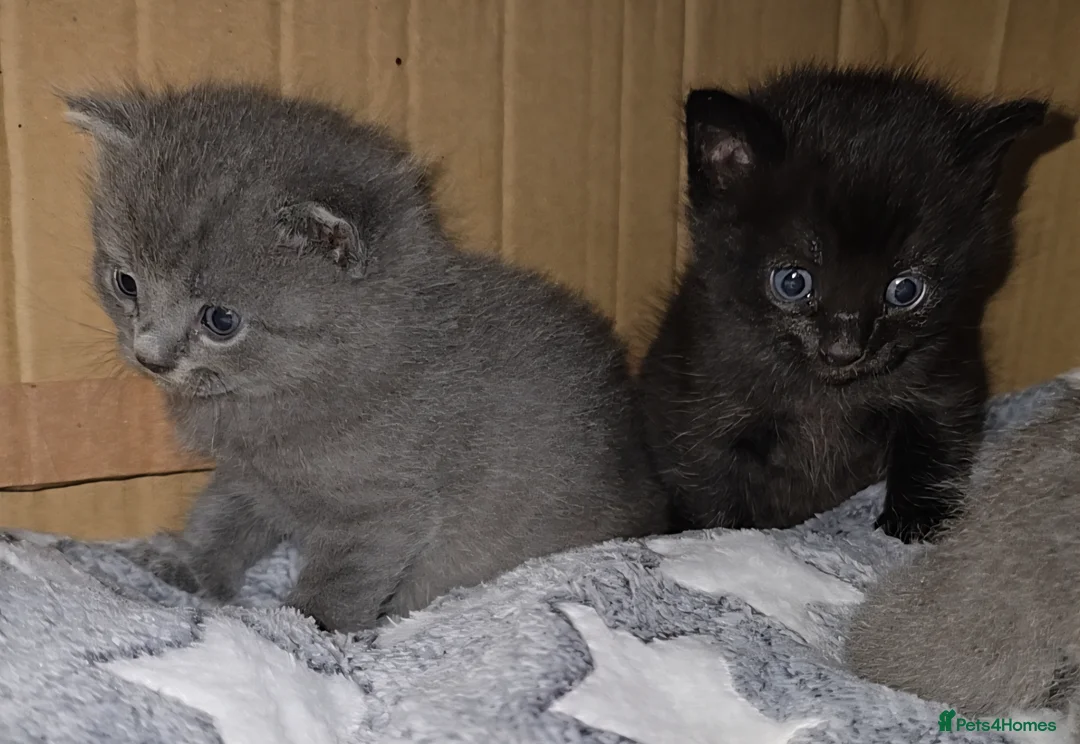 Mixed Breed cats for sale: British Short-hair cross babies 🐾 in Saint Austell - Advert 2