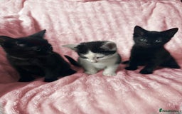 Mixed Breed cats for sale: 4 Adorable Kittens - Ready for New Home🩷🩵 - Image 3