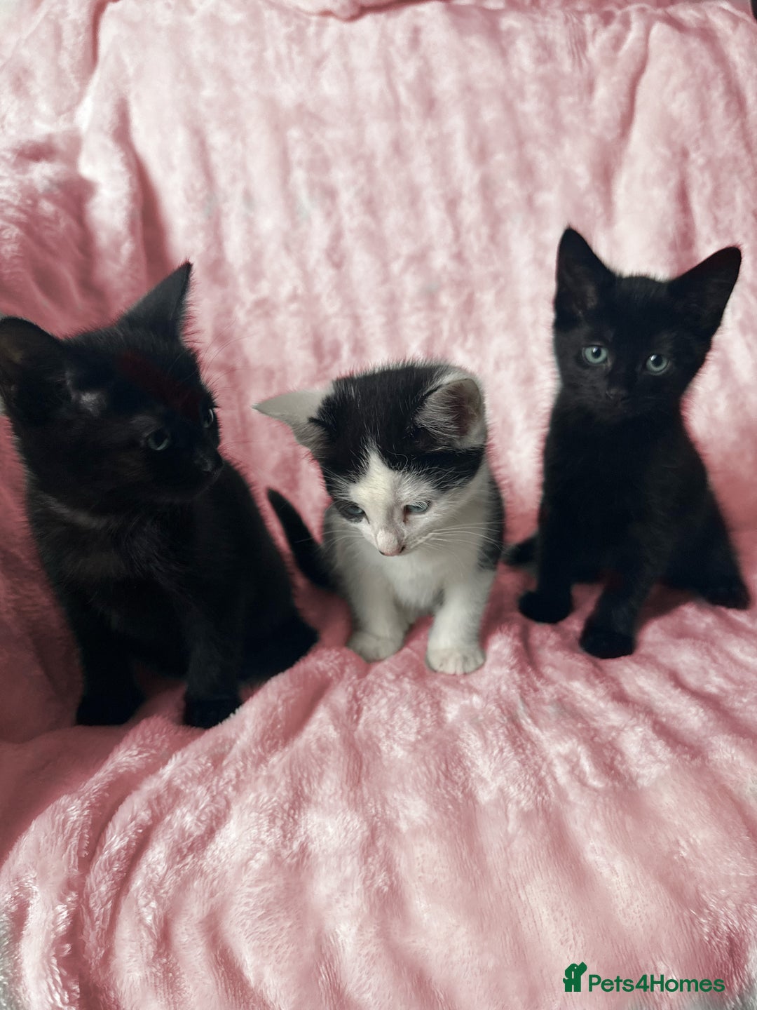 Mixed Breed cats for sale: 4 Adorable Kittens - Ready for New Home🩷🩵 - Image 3