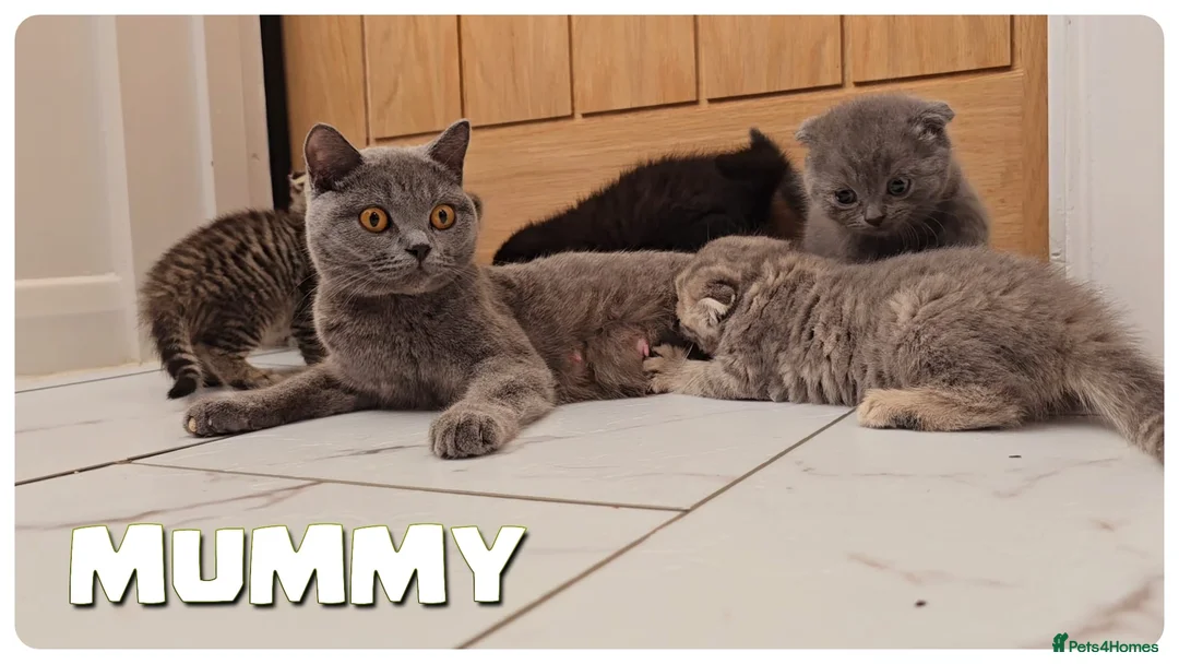 Scottish Fold cats for sale: Scotish fold kittens - Advert 2