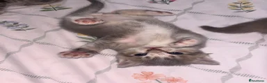 Scottish Fold 1