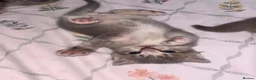 Scottish Fold cats for sale: beautiful scottish fold kittens 💕🧸 - Advert 7