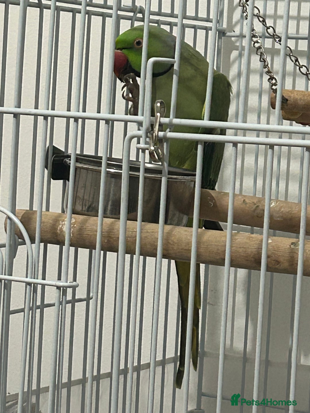 Ringnecks birds for sale: Max the Ringneck for sale - Advert 1