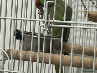 Ringnecks birds Max the Ringneck for sale - Advert 5