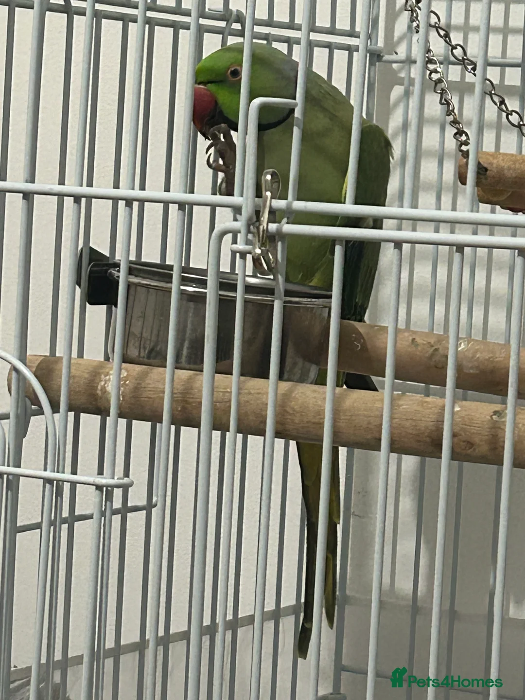 Ringnecks birds for sale: Black cage for sale (bird gone) - Advert 1