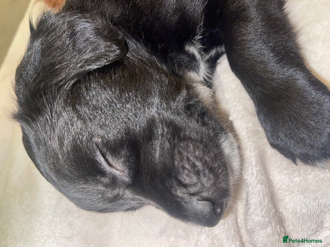 Mixed Breed dogs for sale: 🌟 Collie x Golden Retriever Puppies 🌟 - Image 40