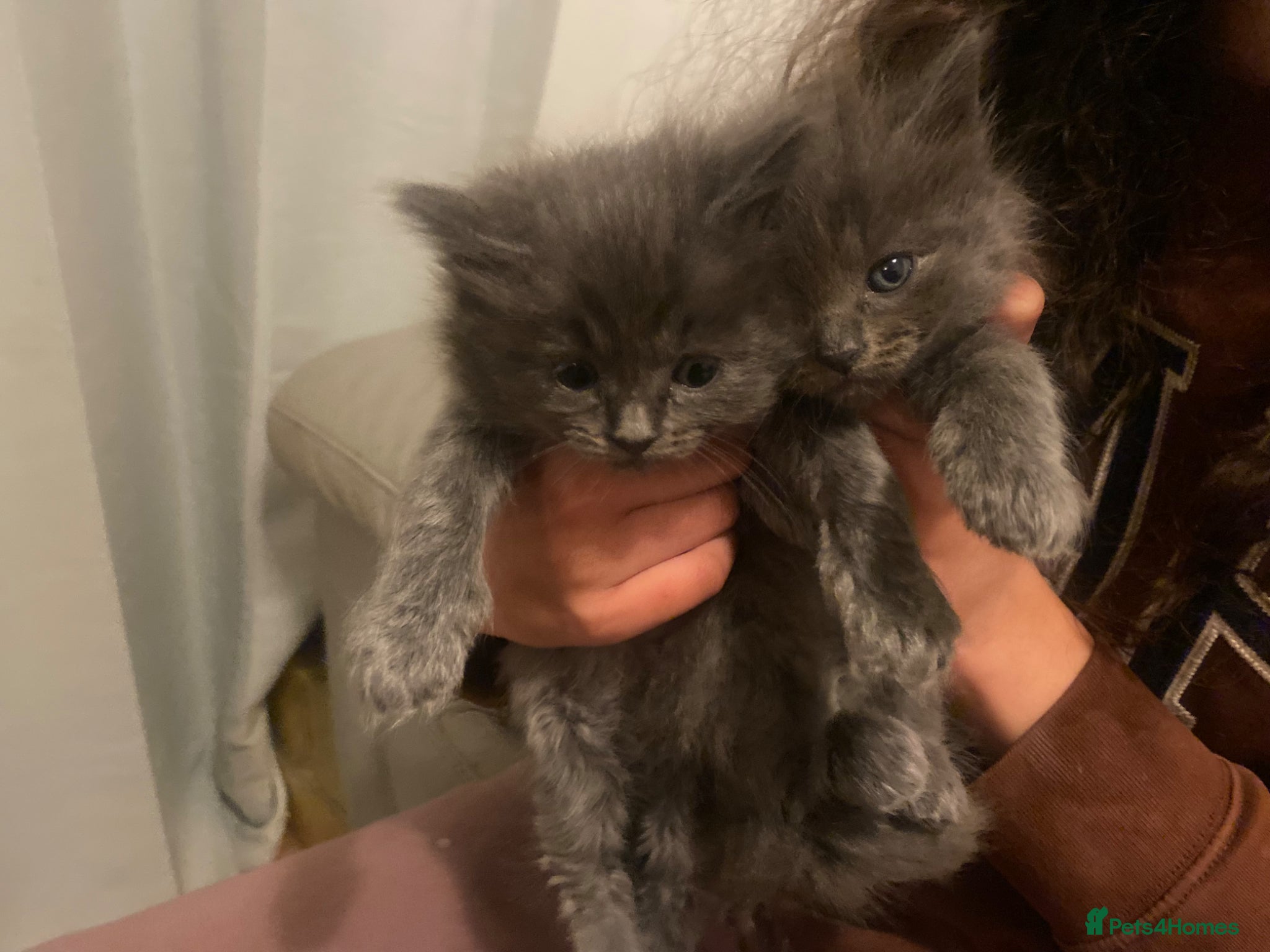 Ragdoll cats We have 5 beautiful half Ragdoll kittens  - Advert 14