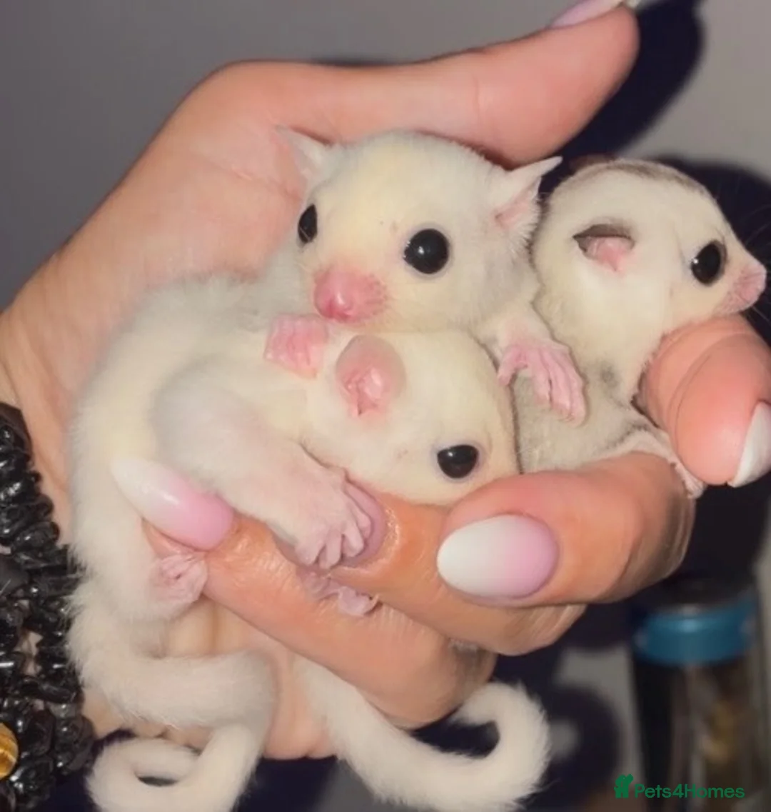 Sugar Glider rodents for sale: Rare trio born sugar babies - Advert 2