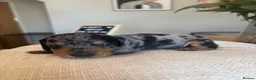 Miniature Dachshund dogs for sale: 4 Beautiful KC Reg Miniature Dachshunds - Advert 8