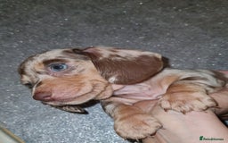 Miniature Dachshund dogs for sale: 💜Extra miniature chocholate dapple daschunds💜  - Image 22