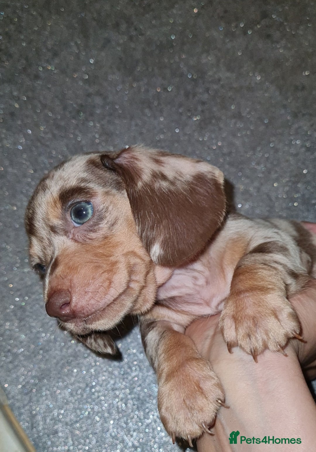Miniature Dachshund dogs for sale: 💜Extra miniature chocholate dapple daschunds💜  - Image 22
