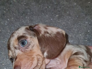 Miniature Dachshund dogs - Advert 21