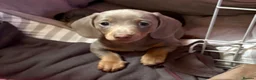 Miniature Dachshund dogs for sale: 💕Exceptional, Isabella & Tan, KC Reg, PRA Clear💕 - Advert 3