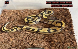 Python Snake reptiles for sale: Baby Ball Python's - Advert 16