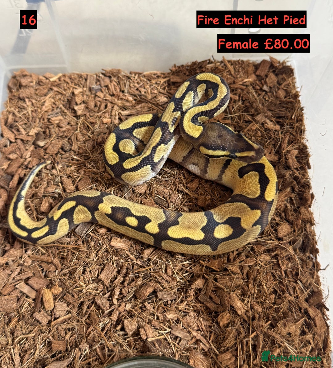 Python Snake reptiles for sale: Baby Ball Python's - Advert 16
