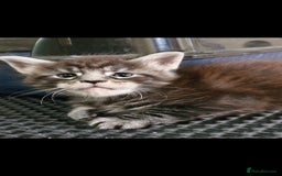 Maine Coon cats for sale: Adorable maincoon kittens 😸 looking for new home  - Image 8