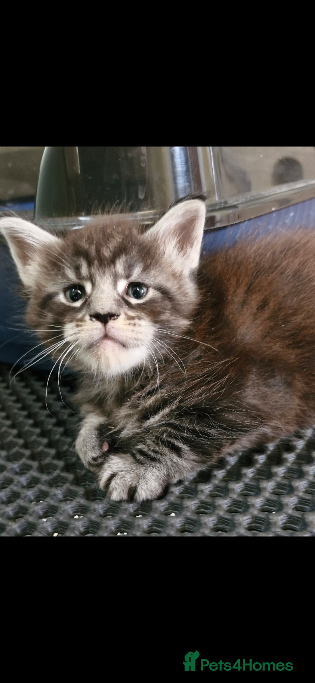 Maine Coon cats for sale: Adorable maincoon kittens 😸 looking for new home  - Image 8