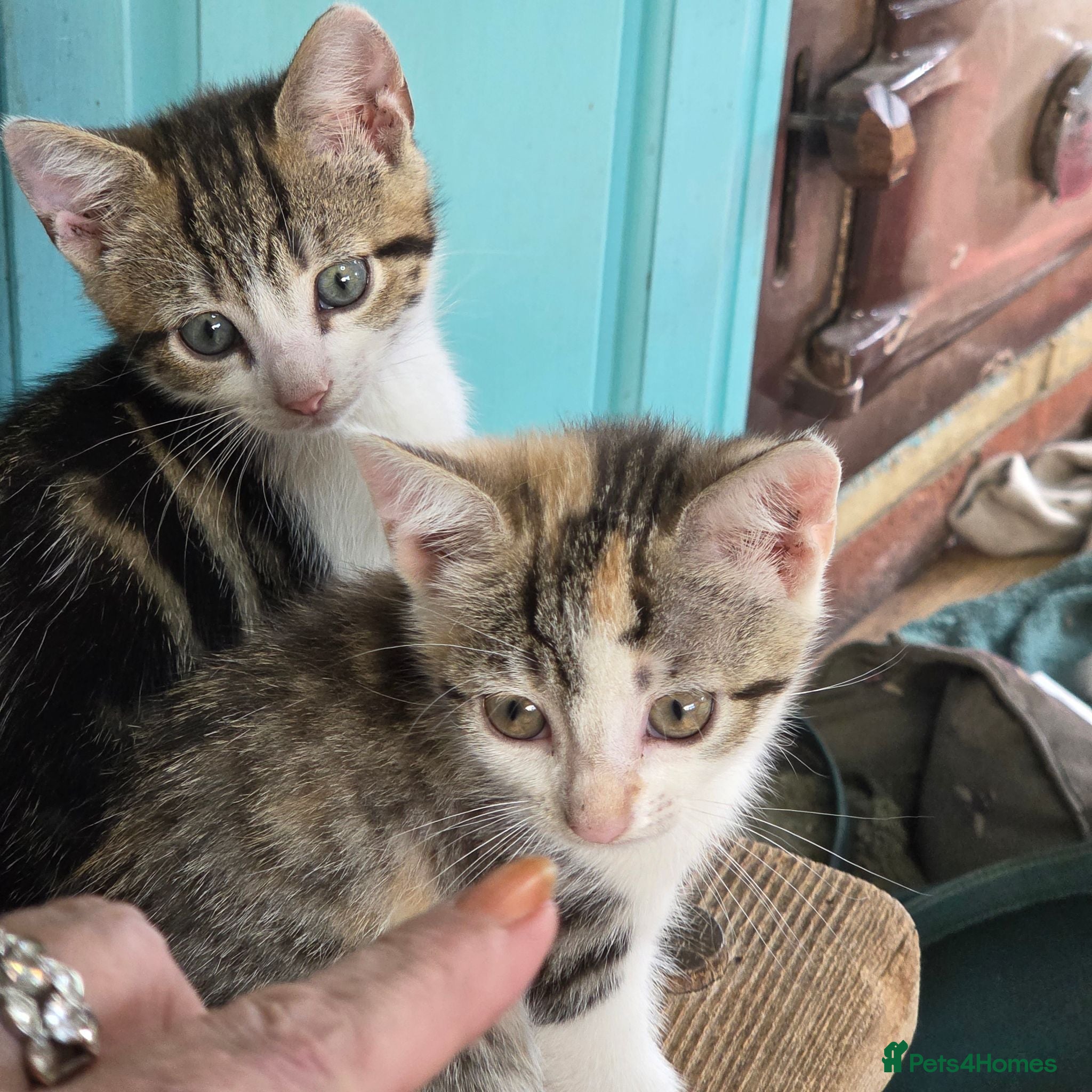 Mixed Breed cats British Shorthair cross kittens  - Advert 1