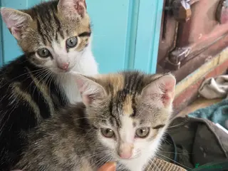Mixed Breed cats British Shorthair cross kittens - Advert 1