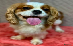 Cavalier King Charles Spaniel dogs for adoption: Lady’s Miracle: From Misery to Love - Image 5