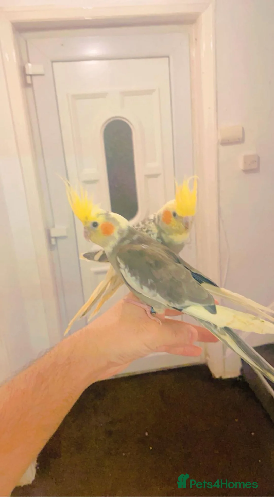 Cockatiels birds for sale: Cockateils - Advert 2