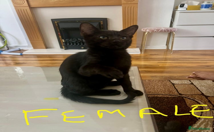 Mixed Breed cats - Advert 14