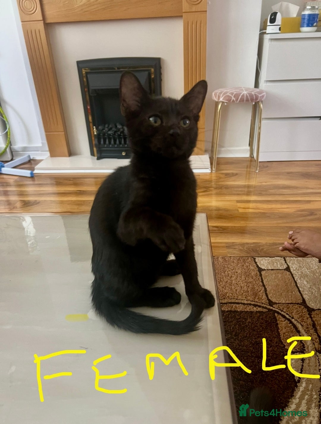 Mixed Breed cats for sale: Black tabby kittens - Image 1