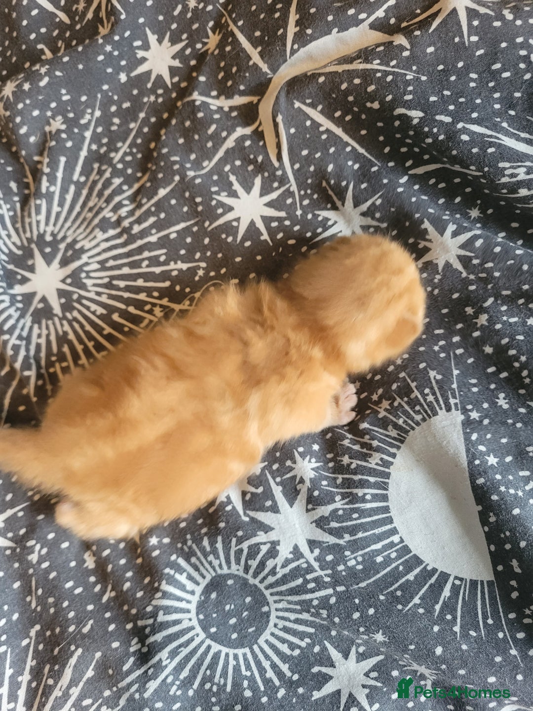 British Shorthair cats for sale: British shorthair kittens  - Image 4
