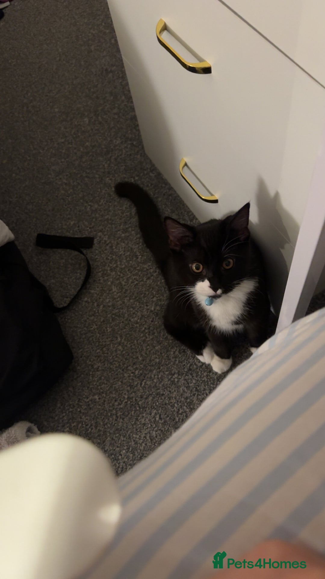 Domestic Shorthair cats for sale: Kitten for sale - Advert 5