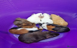 Guinea Pig rodents for sale: Mixed baby boy guinea pigs - Image 2