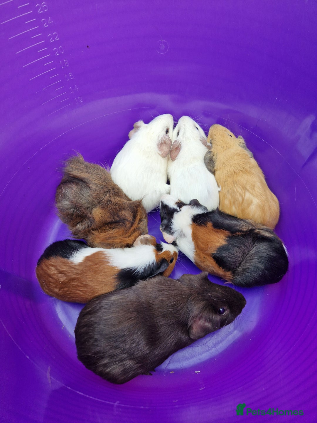 Guinea Pig rodents for sale: Mixed baby boy guinea pigs - Image 2
