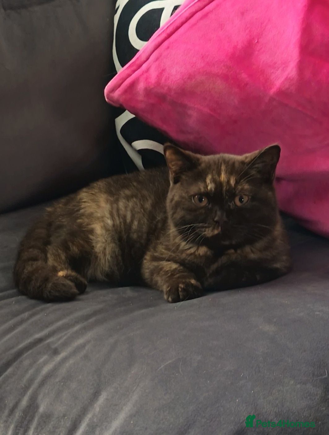 British Shorthair cats Chocolate Torti GCCF Active Female - Advert 14