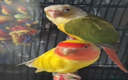 Conures birds for sale: Beautiful Sweet Baby Conure  - Advert 2