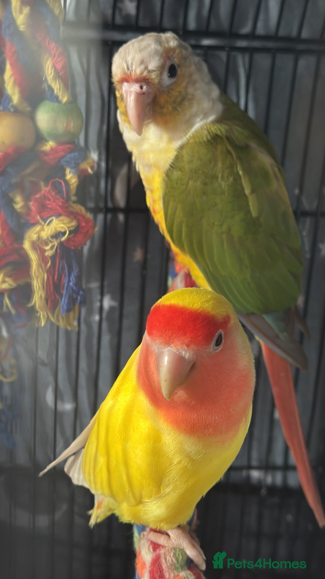 Conures birds for sale: Beautiful Sweet Baby Conure  - Advert 2