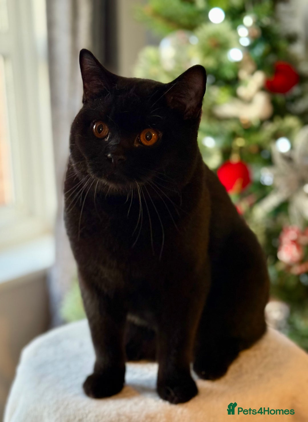 British Shorthair cats for sale: Ian available 😻 in High Wycombe - Advert 5