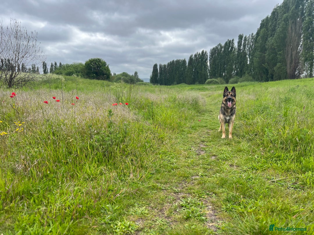 German Shepherd dogs for sale: Cody is looking for a loving home - Advert 4
