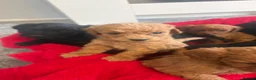 Cockapoo dogs for sale: Our Beautiful Cockapoo Puppys ❤️ - Advert 9