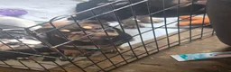 English Bulldog dogs for sale: Last 2 DWKC Registered English Bulldog Girls  - Advert 14