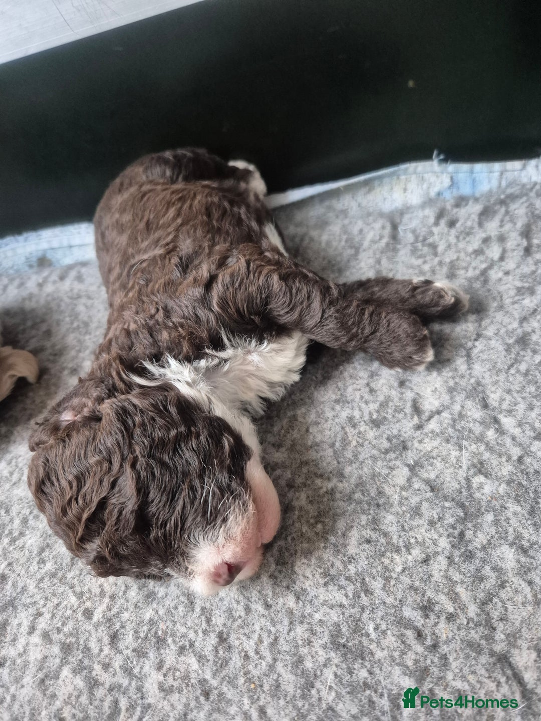 Labradoodle dogs for sale: Stunningly adorable f2b labradoodles! - Advert 23